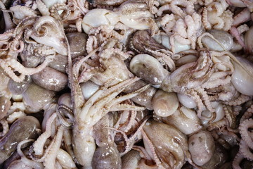 FRESH SQUID ON A TRAY. CLOSE-UP SQUID OR SPLENDID SQUID : (LOLIGO SPP.) LINED UP BEAUTIFULLY ON A STALL IN A TRADITIONAL VIETNAM AND THAILAND FISHERY MARKET. SELECTIVE FOCUS