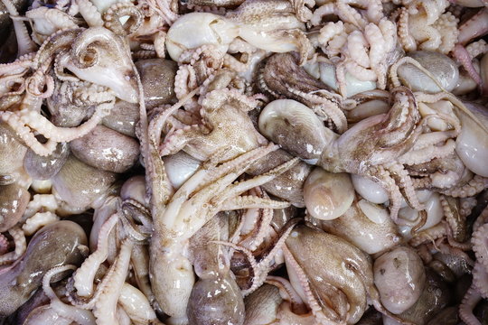 FRESH SQUID ON A TRAY. CLOSE-UP SQUID OR SPLENDID SQUID : (LOLIGO SPP.) LINED UP BEAUTIFULLY ON A STALL IN A TRADITIONAL VIETNAM AND THAILAND FISHERY MARKET. SELECTIVE FOCUS