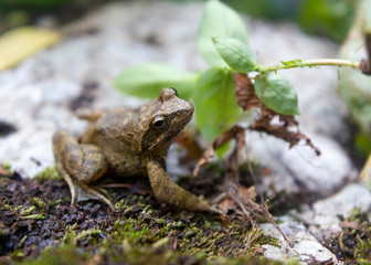 frog in the nature gorge