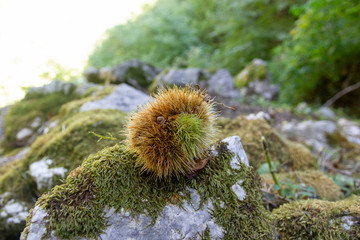 chestnut urchins in a chestnut wood