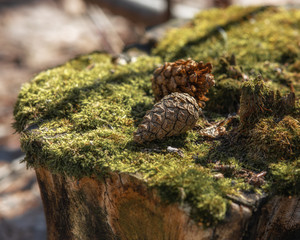 pine cones lie on a stump covered with green moss and illuminated by the sun