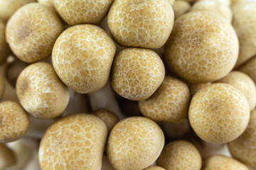group mushroom close up top view.