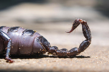 Tail sting for poison injection of purple giant forest scorpions on cement floor close-up.