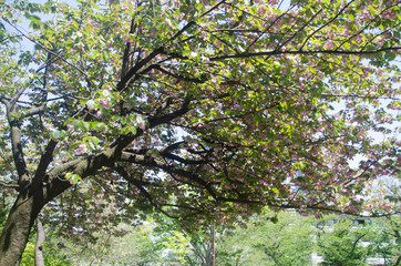 Kanzan cherry blossom in Kamon-yama Park