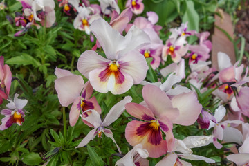 春の白と薄紫のパンジーの花