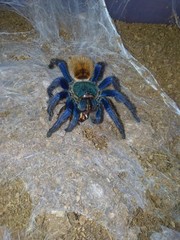 crab spider on a rock