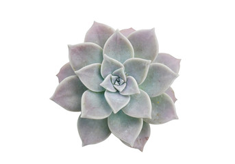 Echeveria Laulensis isolated on white background with cliping path, a beautiful succulent plant. Cactus Plants.
