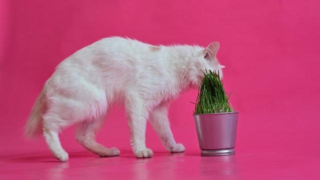 A white cat with a short red tail eats fresh grass from a steel pot. Kuril bobtail sniffs greens on a pink background.