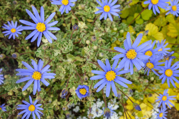 春のカラフルな花