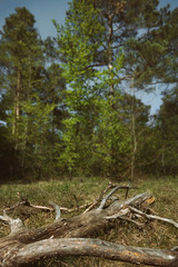 abgestorbener Baum im Wald
