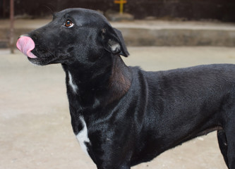 Black Indian street dog sticking its tongue out