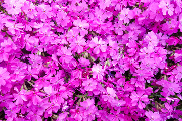 春に咲いた小さな紫の花