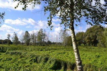 Trees in the forest. Landscape with a birch in the foreground