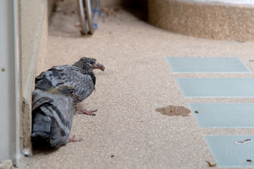 Two sick of little pigeons sitting behide wall.