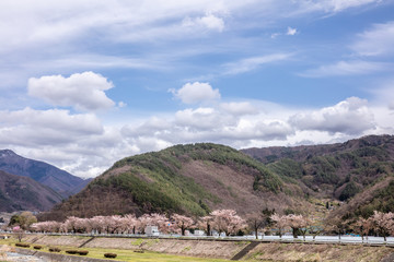 Naklejka premium 長野県 山と桜の風景 自然 spring mountain
