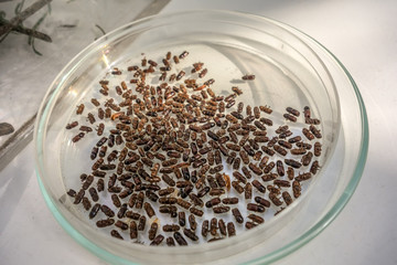 Dry dead bark beetles set. Many pests infection, pest epidemic