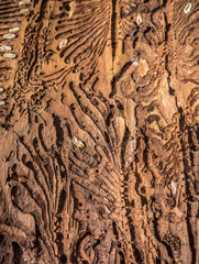 Traces of a pest on a tree bark closeup. Damaged wood by bark beetle