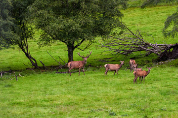 Naklejka na ściany i meble Sweden, around Dorotea, a herd of deer in a meadow