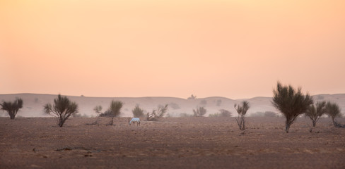 Fototapeta na wymiar An endangered Arabian oryx in its natural desert environment during a colorful sunrise.
