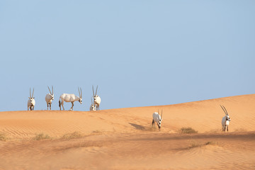 A group of endangered Arabian oryx in its natural desert environment during day time.