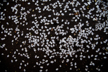 blossom on a pavement