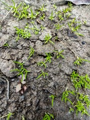 green plant growing in soil