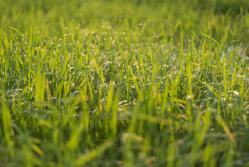 Rice field with water droplets and morning sunrise