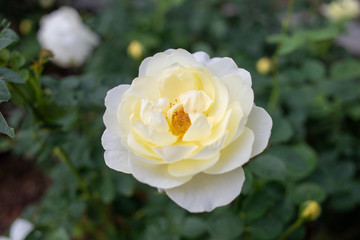 白い八重のバラ