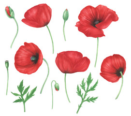 Illustration set of red poppies flowers and leaves, watercolor painting. For design cards, invitations and prints.