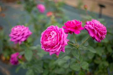 咲く赤紫色のバラ（生田緑地のばら苑）