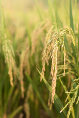 Rice field with golden ear of rice ready for harvest