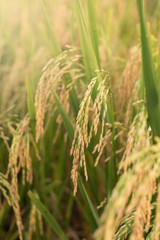 Rice field with golden ear of rice ready for harvest