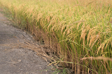 Rice field with golden ear of rice ready for harvest
