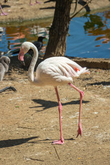 White and pink flamingos in zoo.