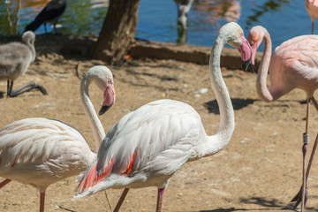 White and pink flamingos in zoo.