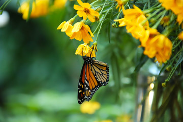 Monarch Butterfly on yellow flowers