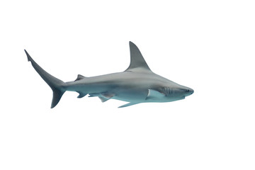 Shark isolated on white background