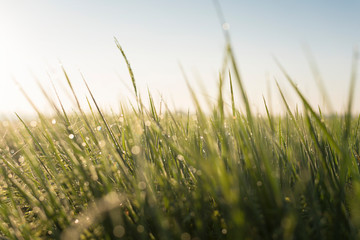 Rice field with golden ear of rice ready for harvest