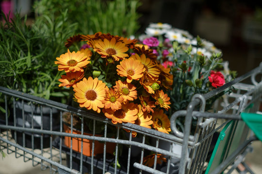 A selection of many colourful flowers and plants in a shopping trolley while shopping in a garden centre to plant the garden and balcony