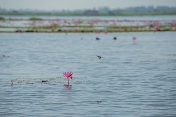Birds living in the waterfront