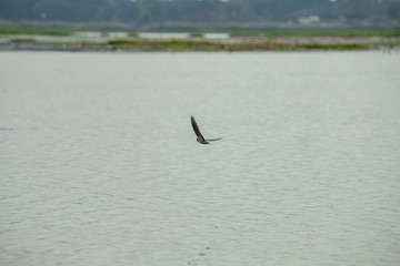 Birds living in the waterfront
