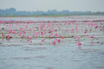 Lotus fields in Thailand ,