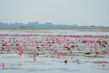 Lotus fields in Thailand ,