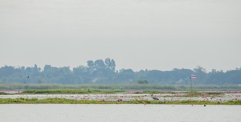Birds living in the waterfront