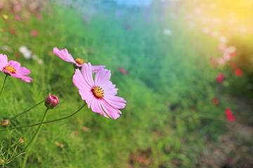 Closeup pink cosmos flower blooming in the summer garden field in nature with rays of sunlight