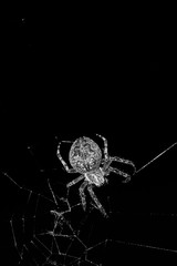 Spider on a web isolated on black background / scary insect bug monster / black and white animal photography 