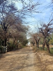 trees in the park