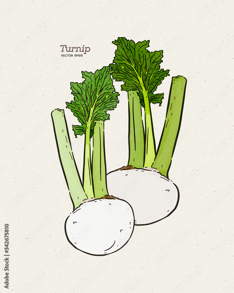 Sticker turnip, hand draw sketch vector.