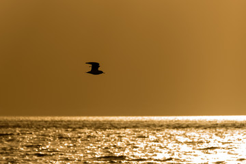  seagull flies at sunset