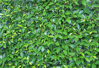 Fototapeta na wymiar Green leaves wall fence background. Garden decoration